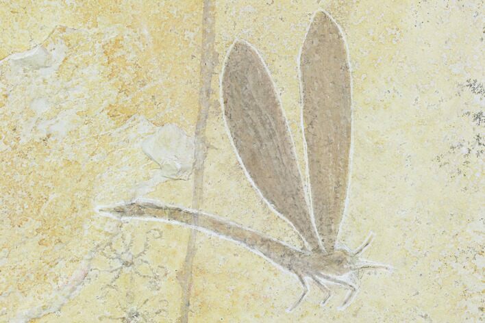 Fossil Dragonfly With Floating Crinoids - Solnhofen Limestone #107568